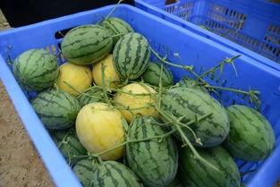 锦州吃瓜群,揭秘网络社交的“瓜田”盛景