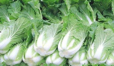 邹平青阳吃瓜,一场吃瓜盛宴背后的故事