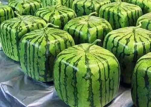 在线吃瓜的瓜是什么意思,从“在线吃瓜”到“瓜”的演变与内涵