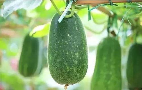 项 吃瓜,吃瓜群众如何成为幕后推手