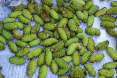 吃蚕瓜视频大全,视频大全带你领略各式美味蚕瓜佳肴