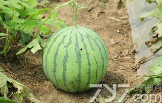 吃不熟瓜,探寻“吃不熟瓜”的奥秘与挑战