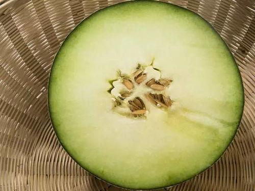 小北吃蜜瓜
