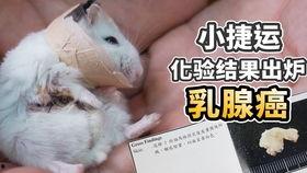 老鼠吃不吃哈密瓜