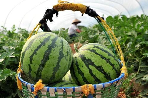 对照在大院吃瓜,一场别开生面的夏日盛宴