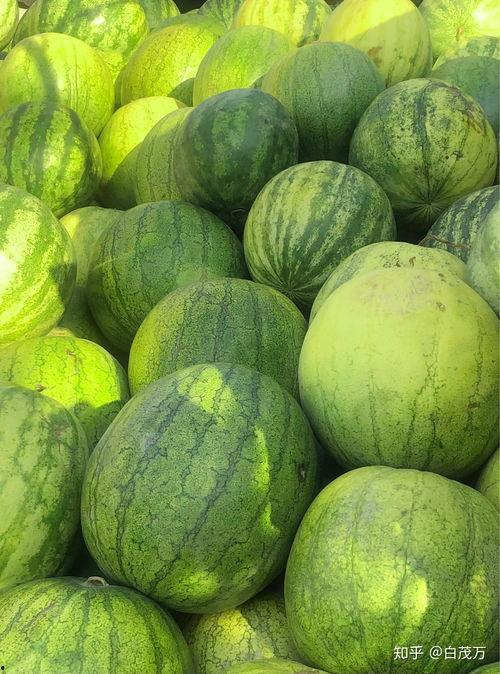 老人可以吃籽瓜吗,老人适宜食用籽瓜的养生之道