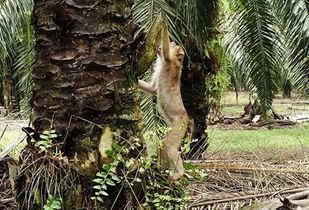 大马猴吃瓜甄选,揭秘娱乐圈幕后真相